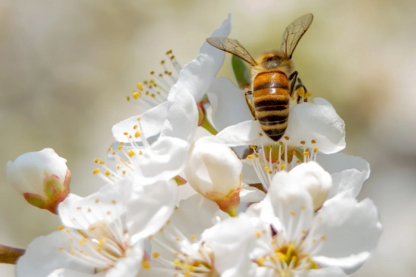 Η κάνναβη μπορεί να γλυτώσει τις μέλισσες από τον αφανισμό ;
